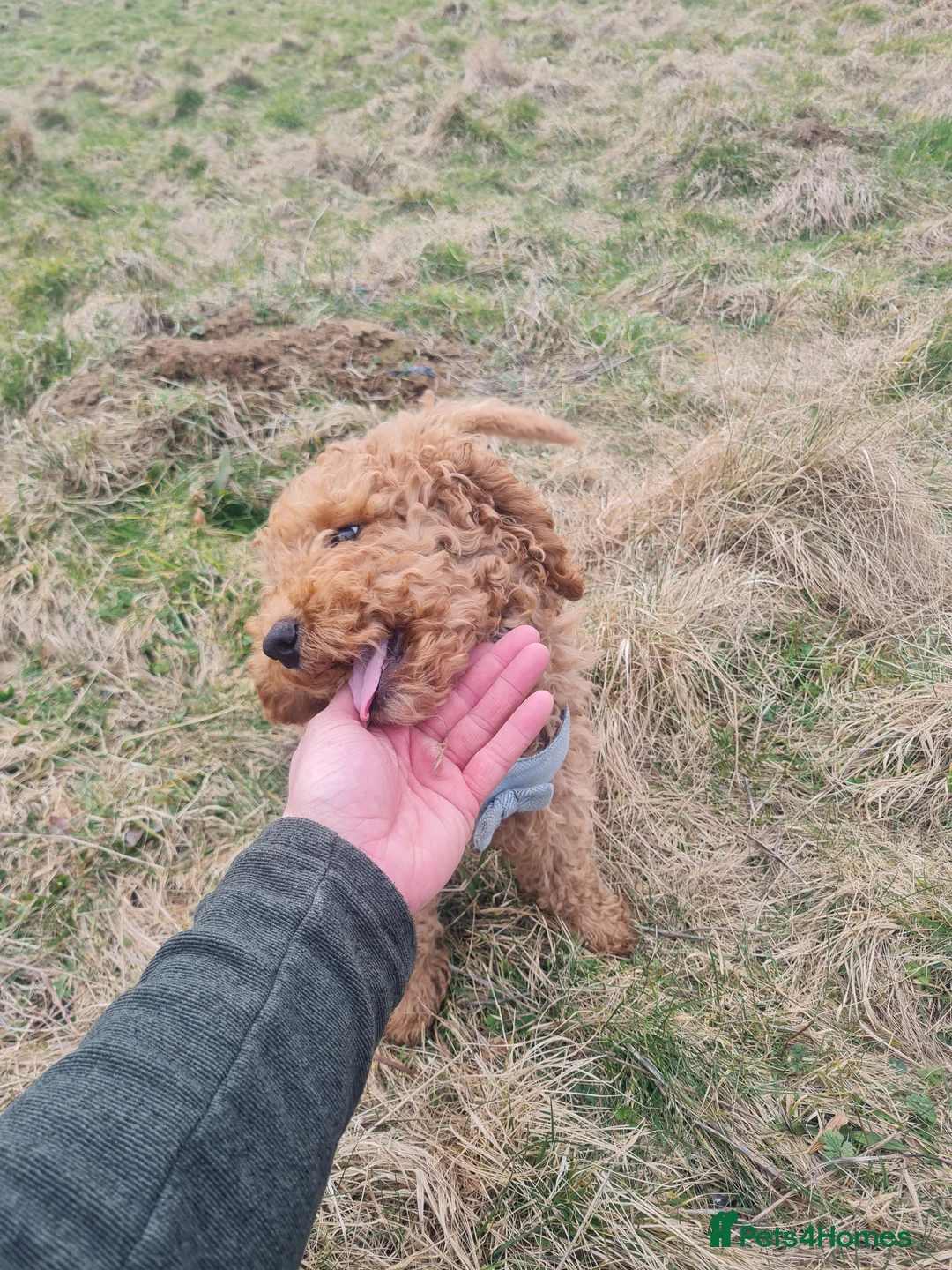 Cockapoo dogs for stud: Cockapoo for Stud - Advert 8