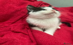 British Shorthair cats for sale: Beautiful kittens looking for new home  - Image 10