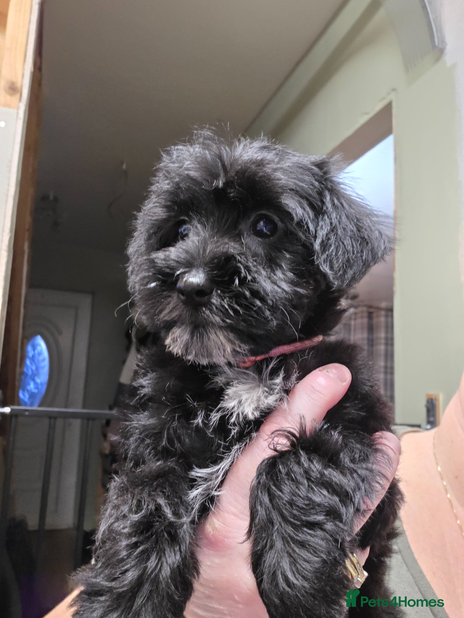 Schnoodle dogs Beautiful Schnoodle Puppies - Advert 1