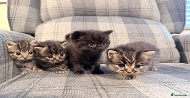 Mixed Breed cats - Advert 14