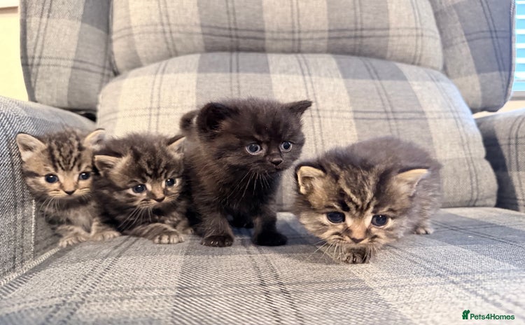 Mixed Breed cats - Advert 6