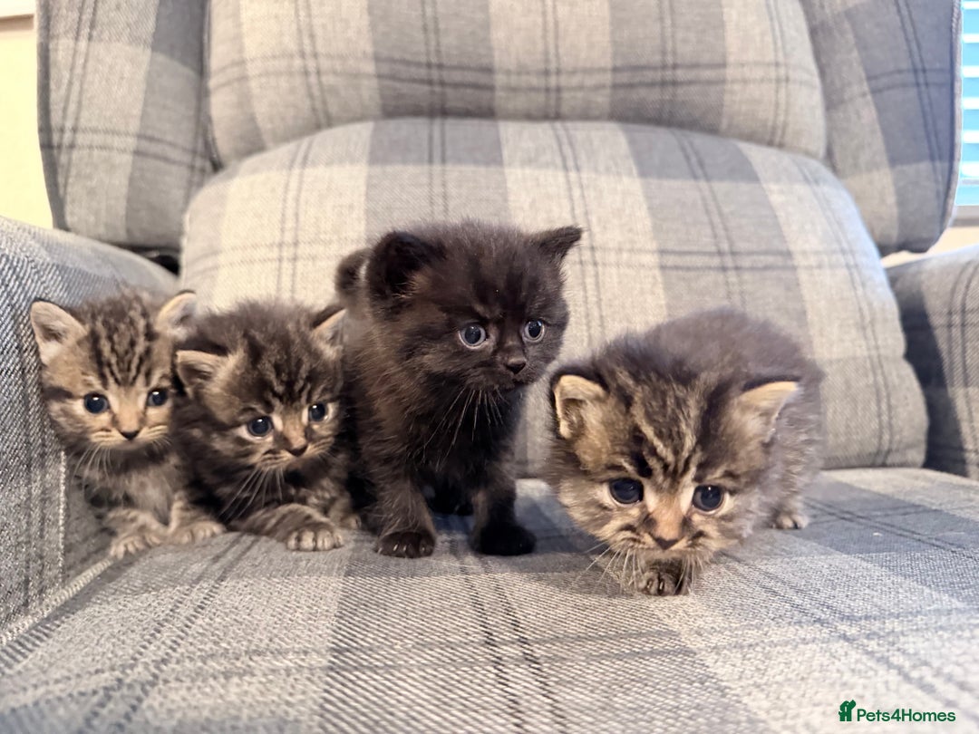 Mixed Breed cats for sale: British shorthair cross kittens - Image 1