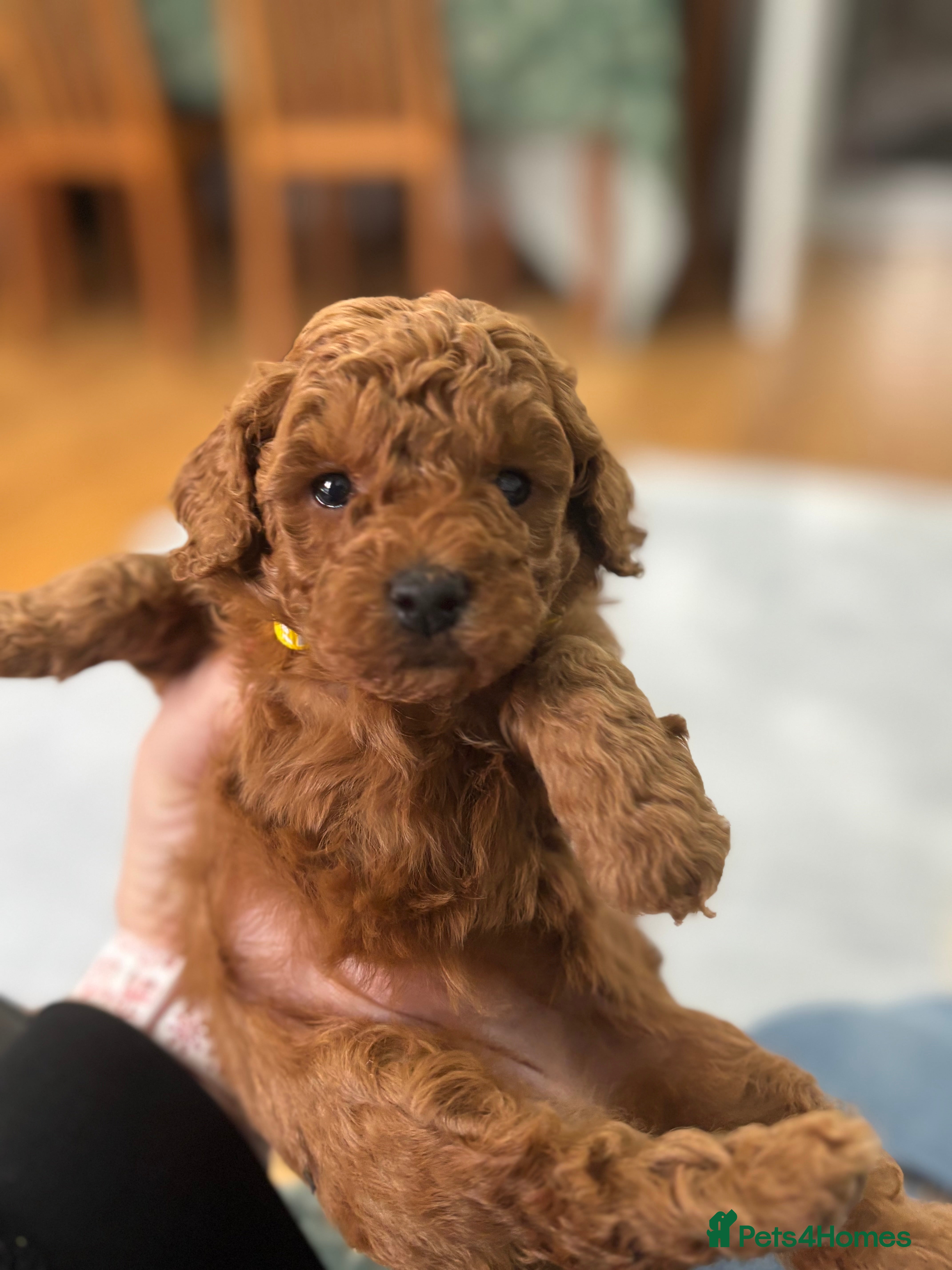 Toy Poodle dogs Kc reg Dna Tested Toy Poodle Puppies  - Advert 6