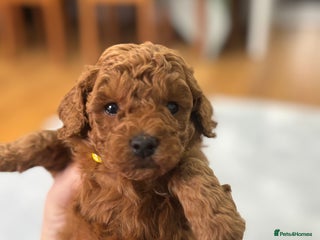 Toy Poodle dogs Kc reg Dna Tested Toy Poodle Puppies - Advert 6