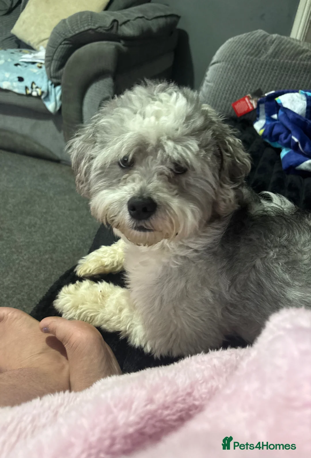 Mixed Breed dogs for stud: Milo the shiztpoo in South Shields - Advert 6