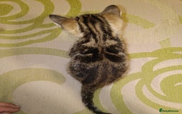 Mixed Breed cats for sale: Calico Mum, Tabby Dad kittens for sale - Image 26