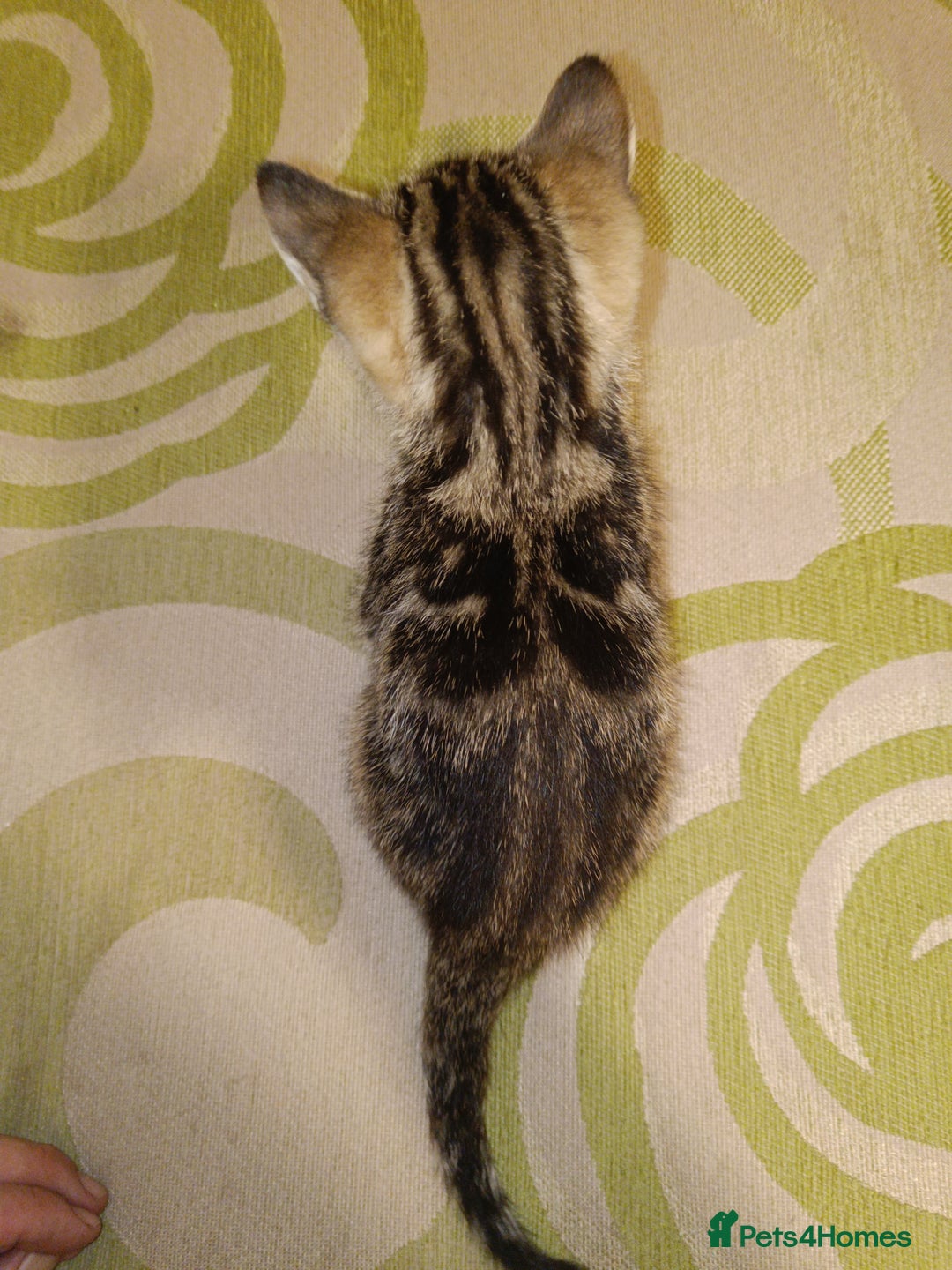 Mixed Breed cats for sale: Calico Mum, Tabby Dad kittens for sale - Image 26