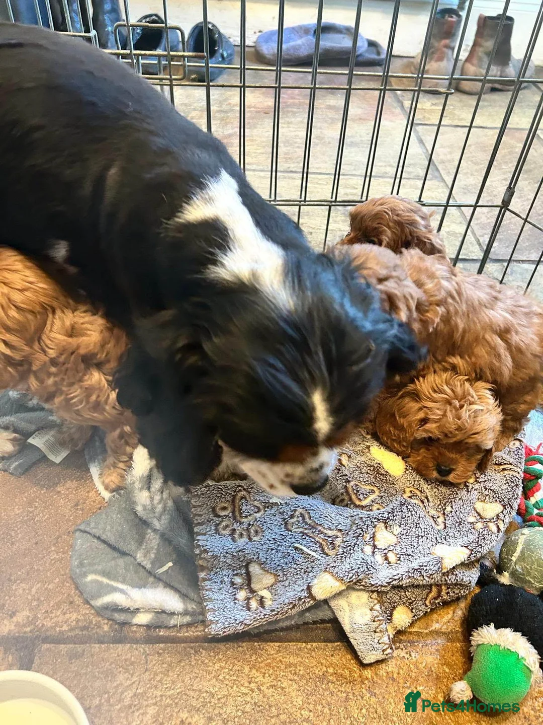 Cavapoo dogs for sale: Red F1 Cavapoo - Advert 14