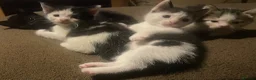 Mixed Breed cats for sale: 5 little kittens looking for there forever home - Advert 6