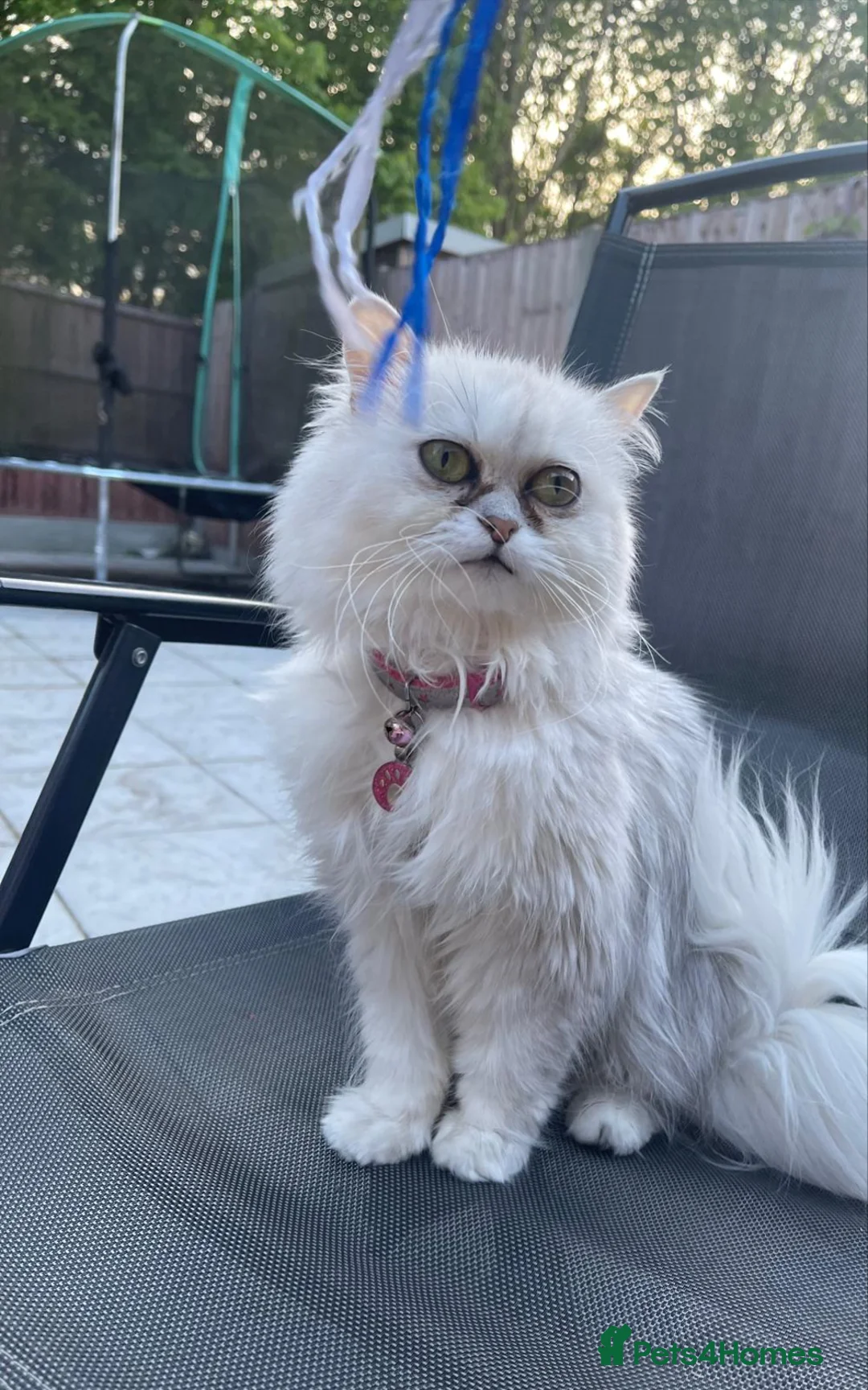 Persian cats for sale: Beautiful Persian Kittens – Ready for Loving Home - Advert 2