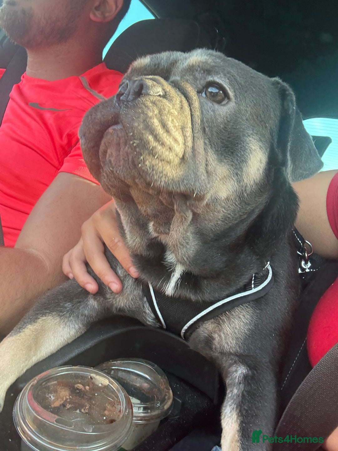 French Bulldog dogs for sale: French bulldog male - Advert 2