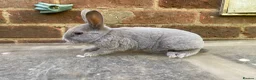 Rex rabbits for sale: Baby opal blue, showline, mini rex  - Advert 3