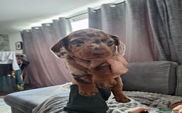 Miniature Dachshund dogs for sale: Miniature dachshund  - Image 2