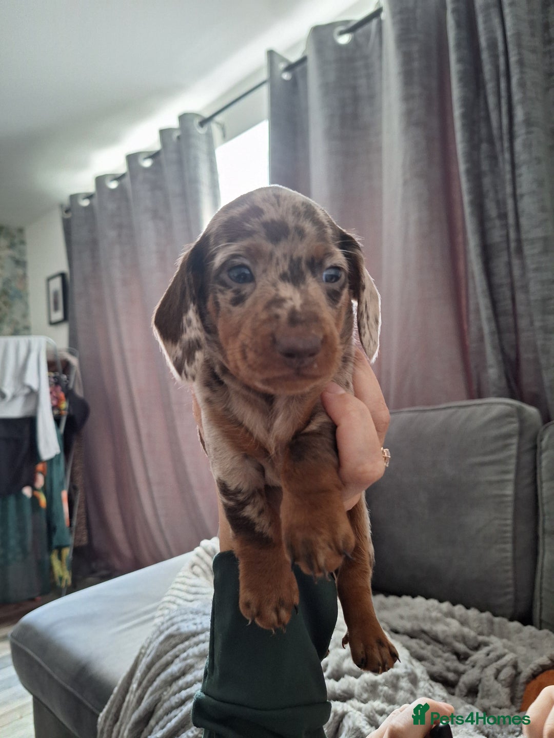 Miniature Dachshund dogs for sale: Miniature dachshund  - Image 2