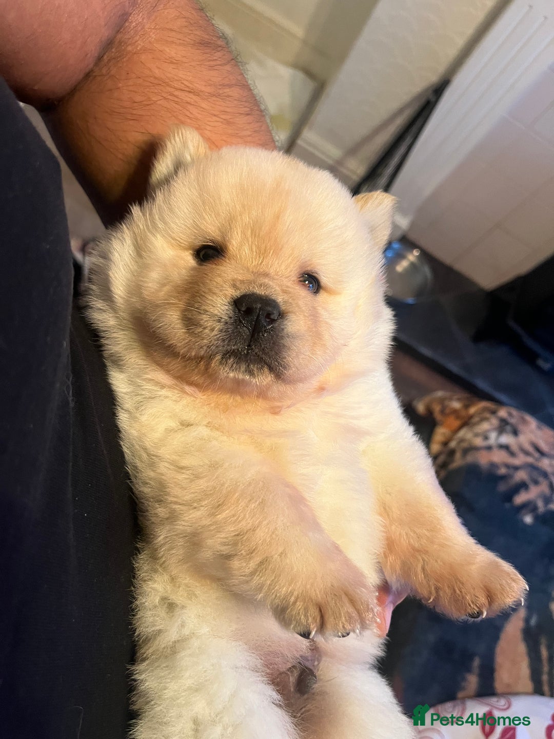 Chow Chow dogs for sale: Chow chow - Image 5