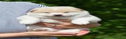 Japanese Shiba Inu dogs for sale: Exceptional Japanese Shiba Inu Puppies - Advert 26