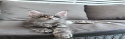 Maine Coon cats for sale: ✨5 Gorgeous Pure Breed Maine Coon Kittens✨ - Advert 20