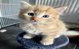 Mixed Breed cats for sale: Beautifull fluffy kittens  - Image 20