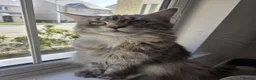 Maine Coon cats for sale: Beautiful little of Maine Coon kittens  - Advert 2
