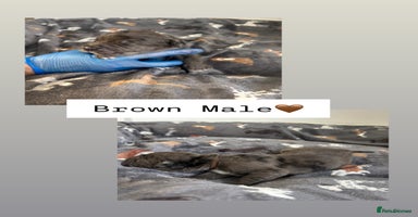 Mixed Breed dogs - Advert 15