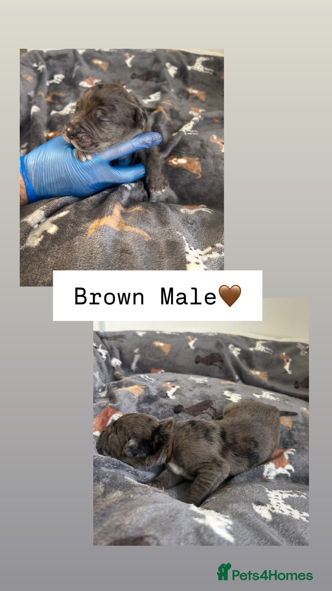 Mixed Breed dogs for sale: Stunning mastiff pups🐾 - Image 2