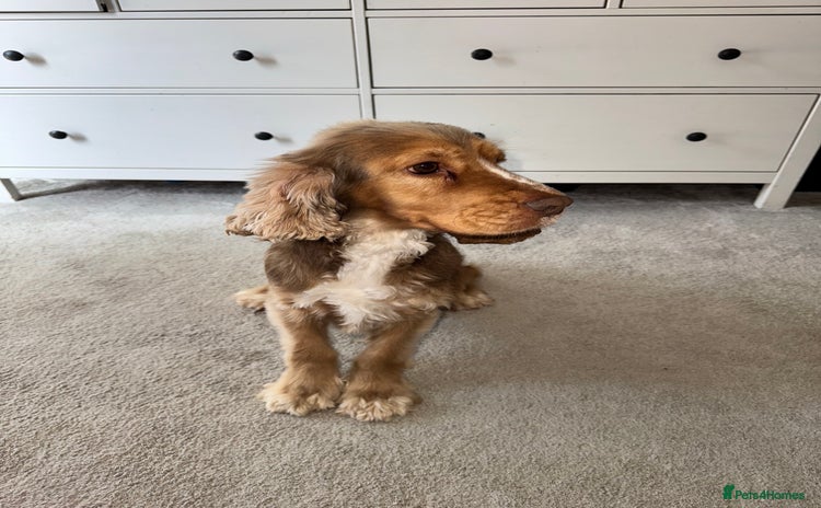 Cocker Spaniel dogs - Advert 1