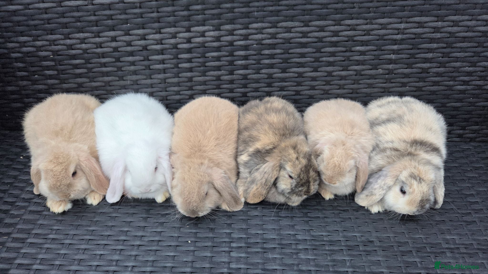 Mini Lop rabbits Pure Bred Mini Lop babies - Ready Now - Advert 15