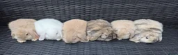 Mini Lop rabbits for sale: Pure Bred Mini Lop babies - Ready Now - Advert 1