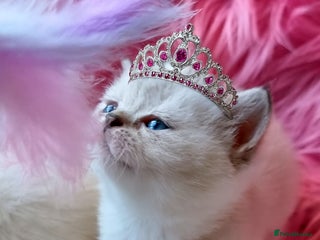 British Shorthair cats GOLDEN TABBY, GOLDEN BLUE POINT BRITISH SHORTHAIR - Advert 4