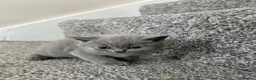 British Shorthair cats for sale: Stunning British shorthair kittens  in Birmingham - Advert 29