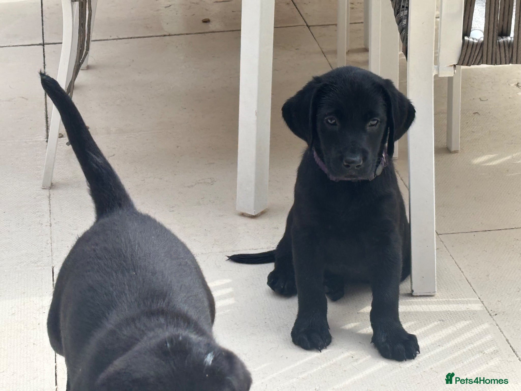 Labrador Retriever dogs Black Labrador puppies  - Advert 18
