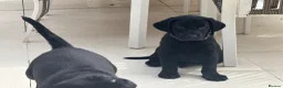Labrador Retriever dogs for sale: 🌟Ready now! 🌟 Black Labrador puppies  - Advert 1