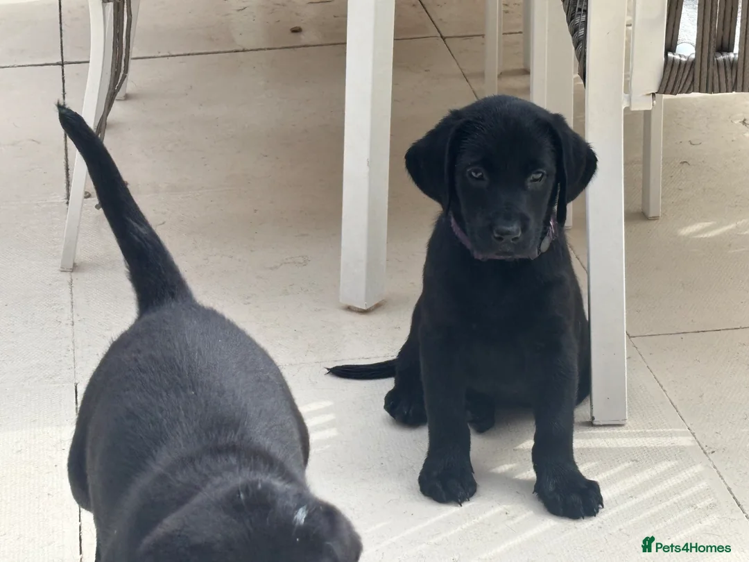 Labrador Retriever dogs for sale: 🌟Ready now! 🌟 Black Labrador puppies  - Advert 1