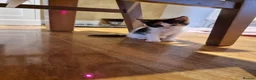 Mixed Breed cats for sale: Beautiful kittens  - Advert 5