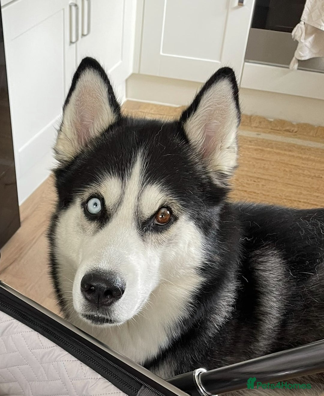 Siberian Husky dogs for sale: Siberian Husky Nico  - Advert 1