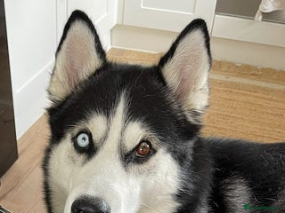 Siberian Husky dogs Siberian Husky Nico - Advert 1