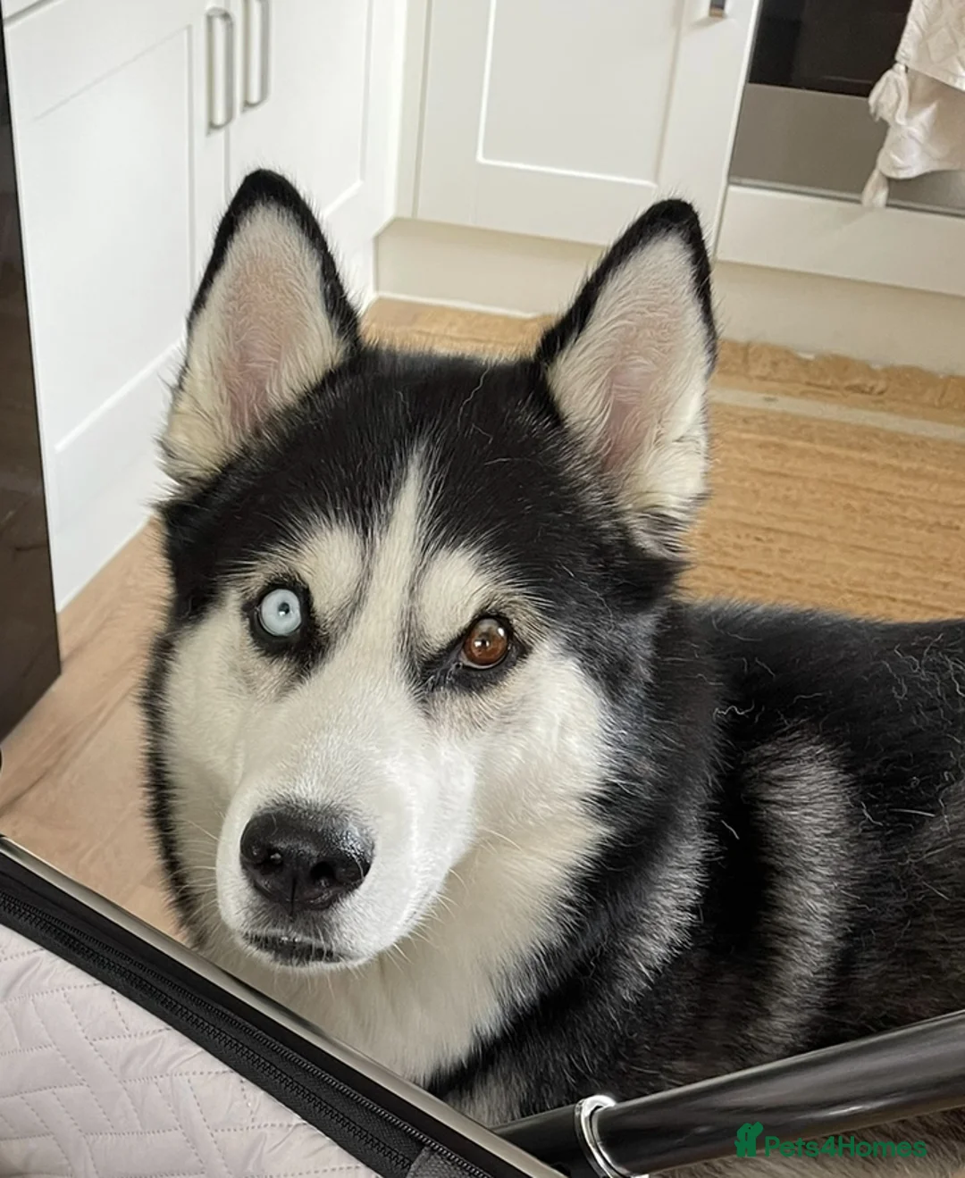 Siberian Husky dogs for sale: Siberian Husky Nico  - Advert 1