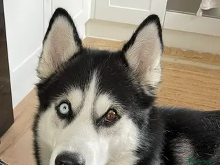 Siberian Husky dogs Siberian Husky Nico - Advert 11