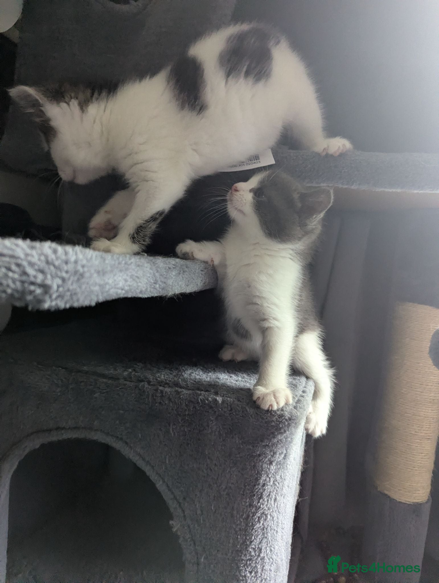 Mixed Breed cats Three adorable kittens 💕🐈😺 - Advert 2