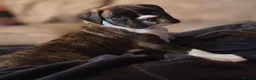 Boxer dogs for sale: 6 Month Old Male Boxer Puppy in Exeter - Advert 6