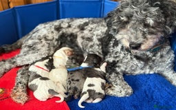 Cavapoo dogs for sale: Extensively health tested stunning cavapoo’s - Image 1