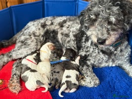 Cavapoo dogs - Advert 14