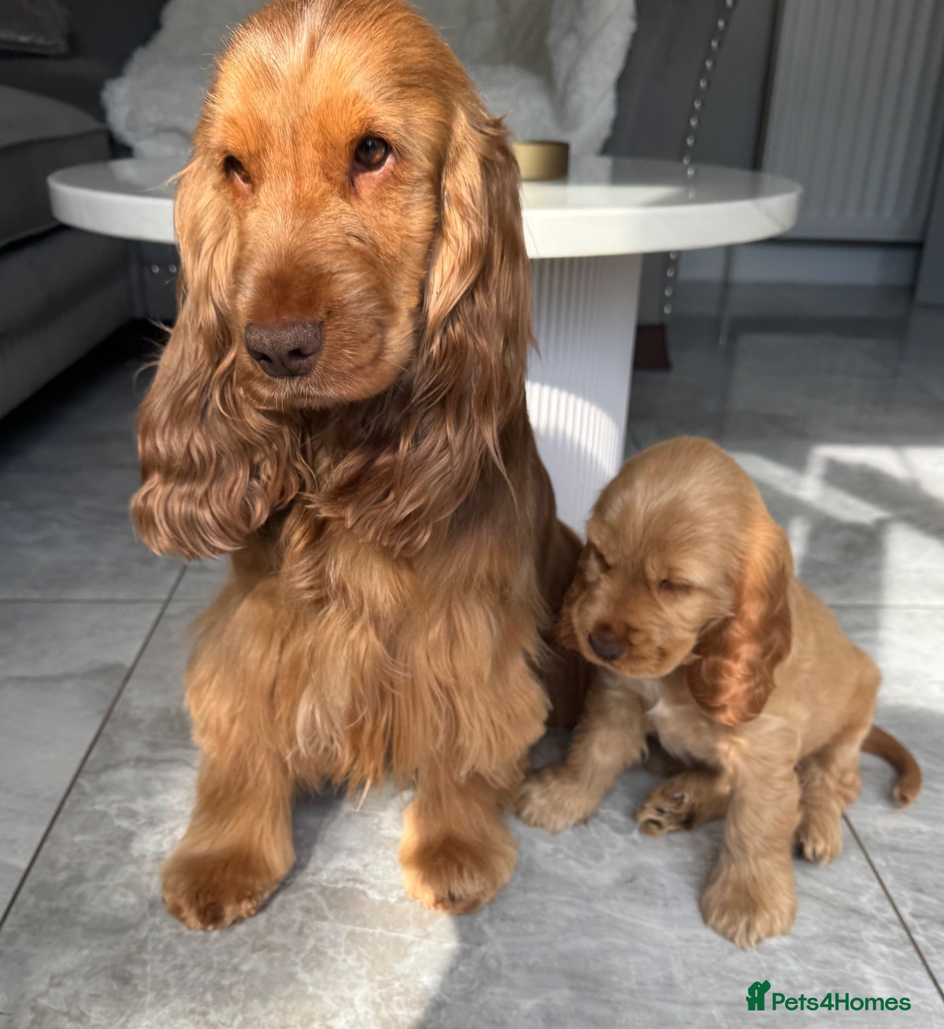Cocker Spaniel dogs Quality Simbawood Lines TRUE Show Type Cocker  - Advert 3