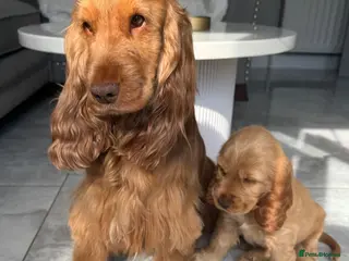 Cocker Spaniel dogs Quality Simbawood Lines TRUE Show Type Cocker - Advert 3