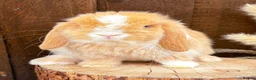 Mini Lop rabbits for sale: Adult Mini Lops - Advert 4
