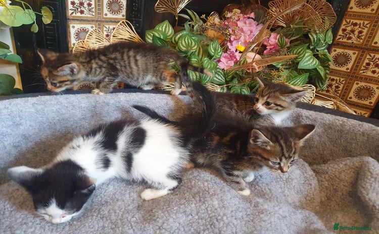 Mixed Breed cats - Advert 4