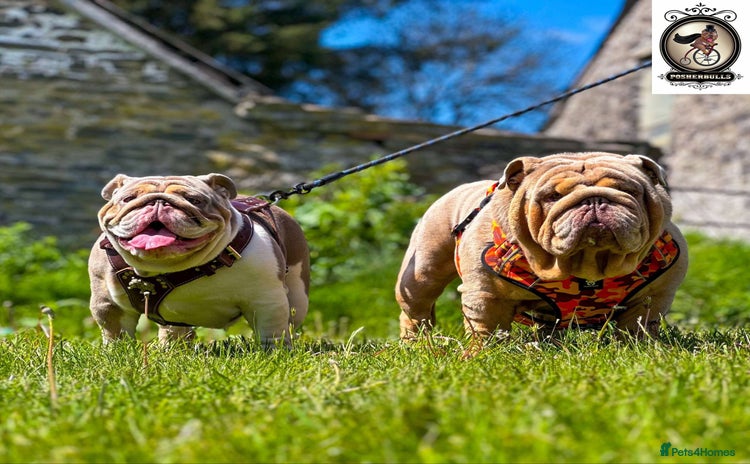 English Bulldog dogs - Advert 1