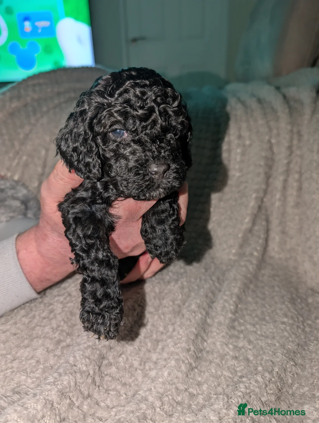 Cockapoo dogs for sale: 2 cockapoo boys for sale  - Advert 10