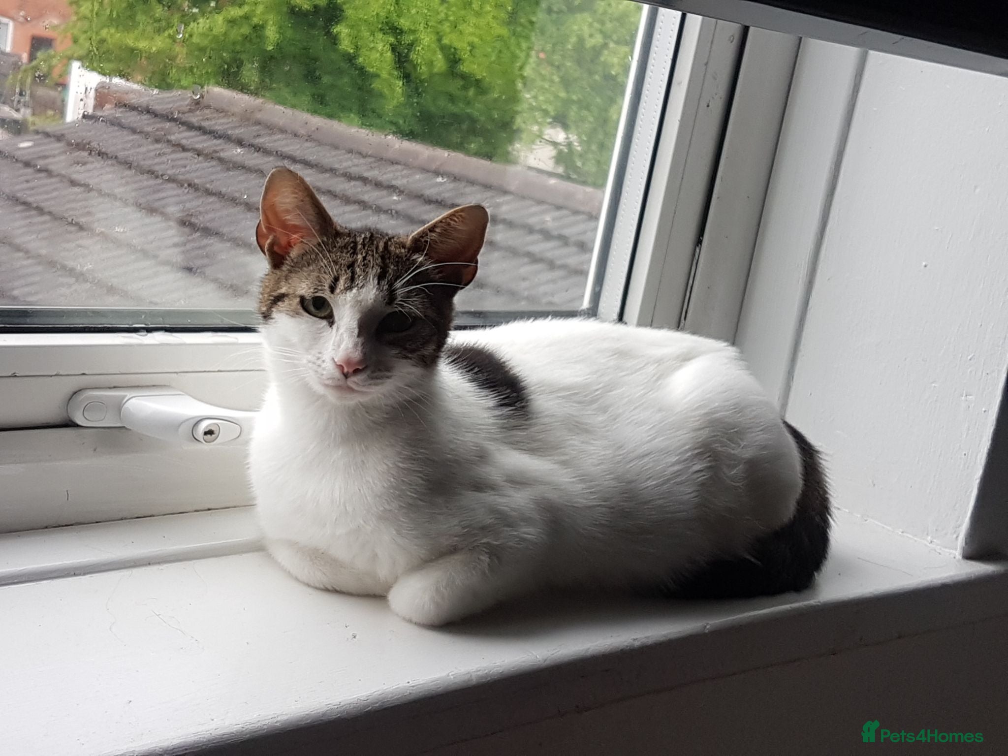 Mixed Breed cats Beautiful female kitten . - Advert 3