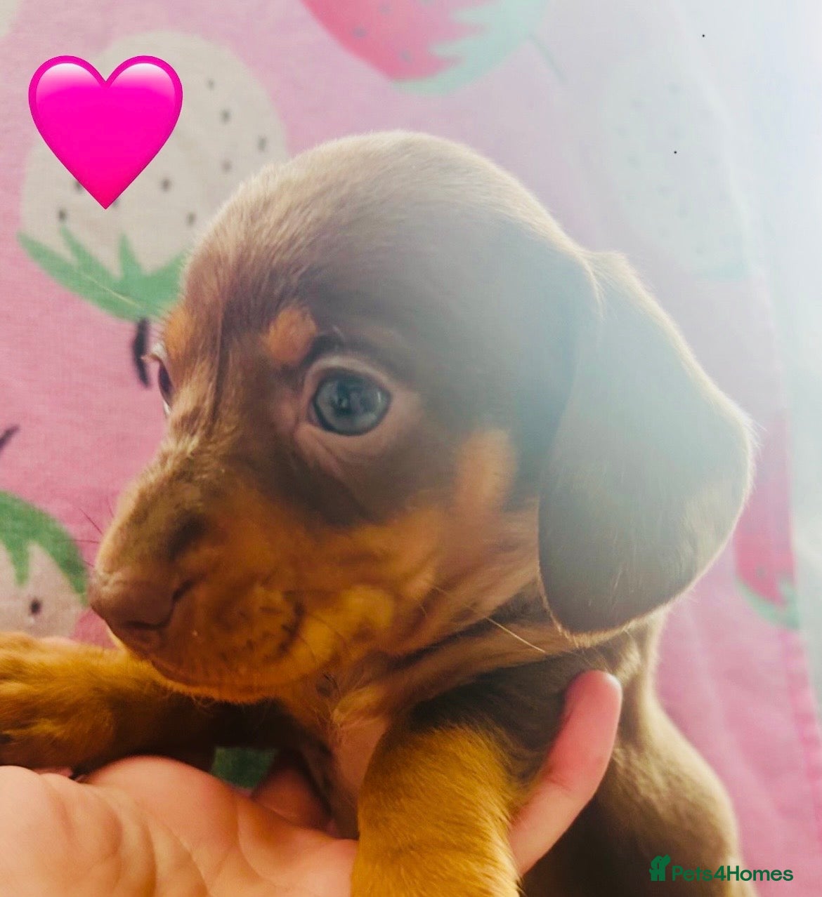 Dachshund dogs Miniature dapple dachshund  - Advert 2